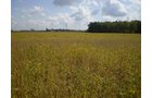 Property photo 36 - 75+/- Acres in 9 Tracts